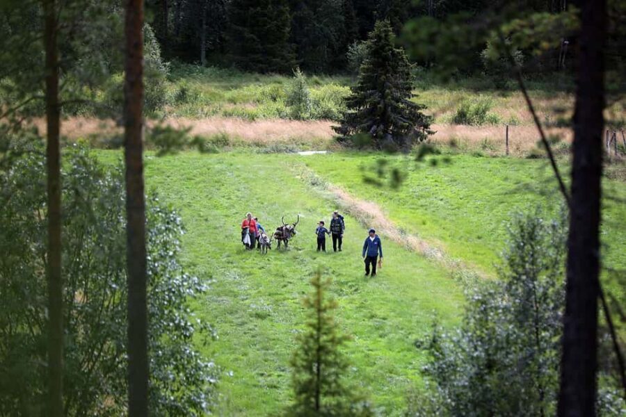 Reindeer Hike in Kuusamo nature - Why This Tour Works for Travelers