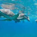 Relax and Snorkel at Orange Island Sea Trip In Hurghada - Authentic Insights from Reviewers