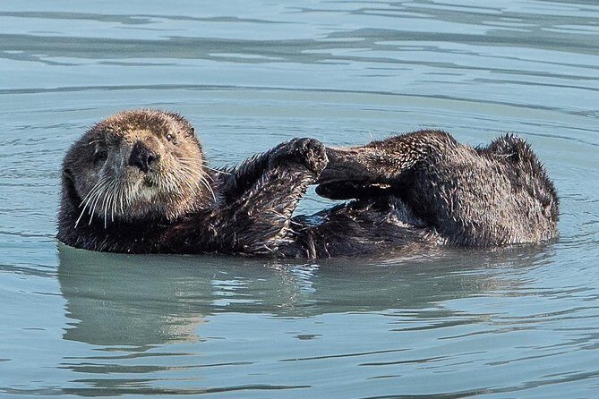 Resurrection Bay Spring Wildlife Cruise - The Experience: Value, Wildlife, and Glacier Viewing