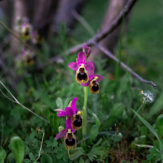 Rethymno: Flower Adventure - Why This Tour Offers Good Value