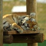 Rhino and Lion Park Guided Tour from Johannesburg - The Itinerary Breakdown
