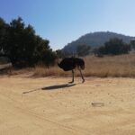 Rhino and Lion Park Half Day Safari from Johannesburg - Who Should Consider This Tour?