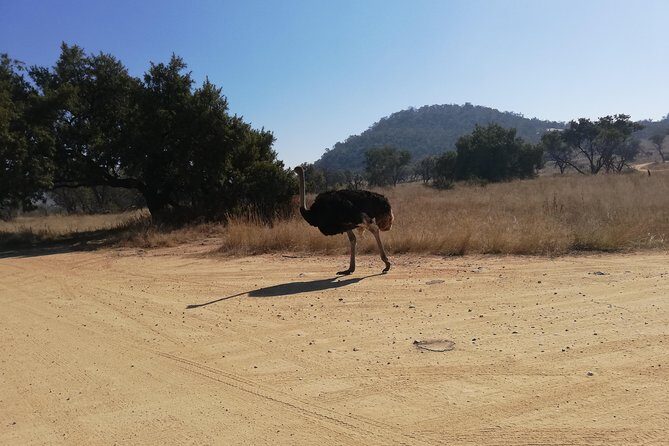 Rhino and Lion Park Half Day Safari from Johannesburg - Who Should Consider This Tour?