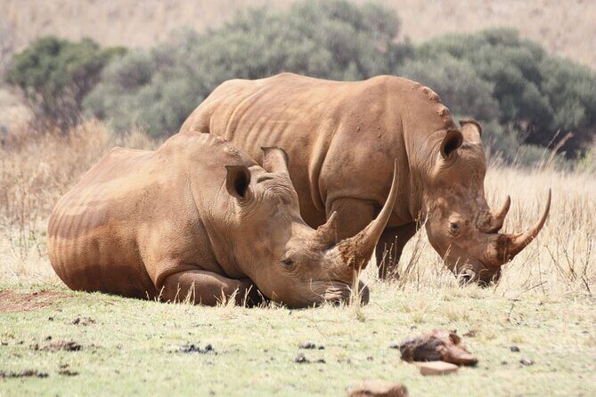 Rhino and Lion Park Safari Tour - The Sum Up