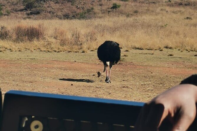 Rhino And Lion Safari with Wondercave Tour - Who Should Consider This Tour?