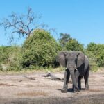 Rhino Game Drive - Detailed Breakdown of the Day