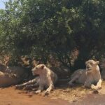 Rhino & Lion Nature Reserve - The Itinerary in Detail