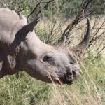 Rhino & Lion Nature Reserve & Wonder Caves - The Wonder Caves: A Natural Marvel (Currently Closed)