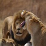 Rhino & Lion Park from Johannesburg - The Practicalities