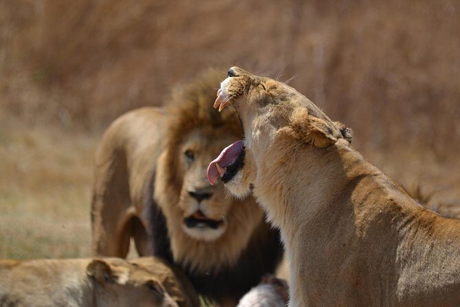 Rhino & Lion Park from Johannesburg - The Practicalities