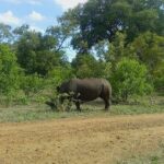 Rhino & Nature walk in the Musiotunya National Park - Final Thoughts