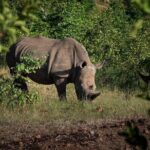 Rhino Walk - Why This Tour Offers Great Value