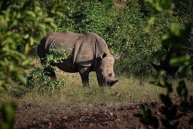 Rhino Walk - Why This Tour Offers Great Value