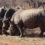 Rhino walking Safari - Authentic Experiences and What Reviewers Say