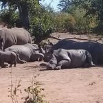 Rhino Walking Safari at Mosi-oa-Tunya National Park - The Guides: The Heart of the Experience