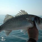 Rhodes: 4 Hour Private Boat Fishing Trip with Equipment - Final Thoughts
