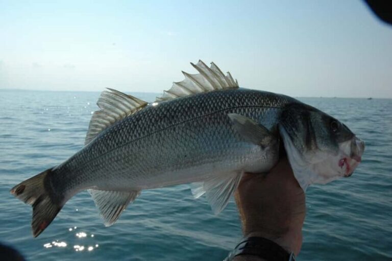 Rhodes: 4 Hour Private Boat Fishing Trip with Equipment - Final Thoughts