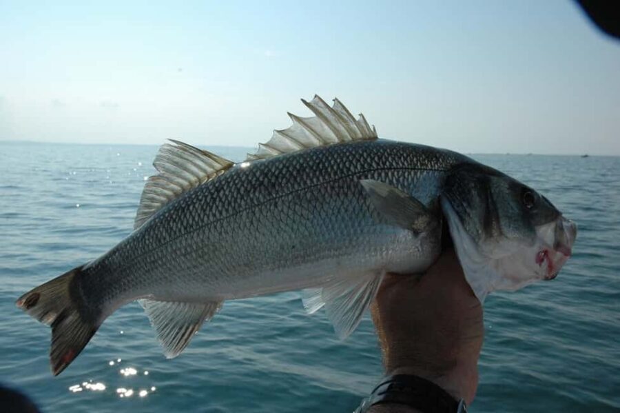 Rhodes: 4 Hour Private Boat Fishing Trip with Equipment - Final Thoughts