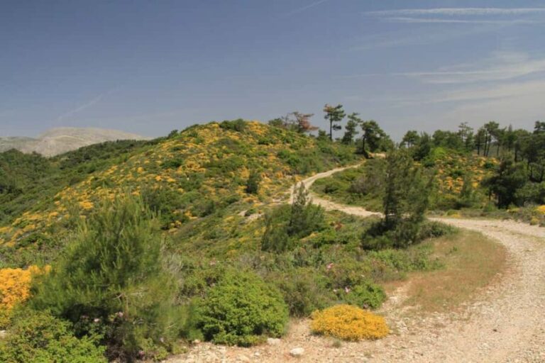 Rhodes: Safari with experienced driver - South pick ups - Additional Details and Practical Tips