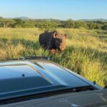 Richards Bay: Big 5 Luxury Safari at Manyoni Private Game Reserve - The Logistics and Practicalities