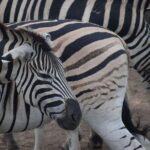 Richards Bay Shore Excursion: Pvt Small Group Hluhluwe & DumaZulu - Who Will Love This Tour?