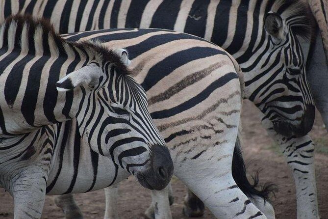 Richards Bay Shore Excursion: Pvt Small Group Hluhluwe & DumaZulu - Who Will Love This Tour?