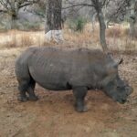 Rietvlei Nature Reserve half-day tour from Pretoria, every TUESDAY - The Transportation: Comfortable and Hassle-Free