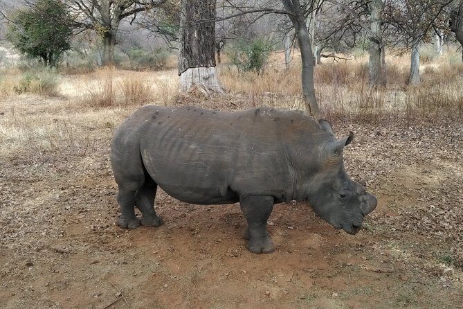 Rietvlei Nature Reserve half-day tour from Pretoria, every TUESDAY - The Transportation: Comfortable and Hassle-Free