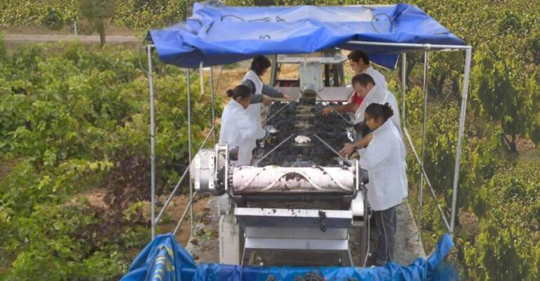 Rioja Winery & Traditional Lunch From Pamplona or Logroño - An Authentic Taste of Rioja in an Intimate Setting