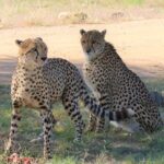 Roar through the bush Quadbike Safari Adventure near Johannesburg - Practical Tips for Your Visit