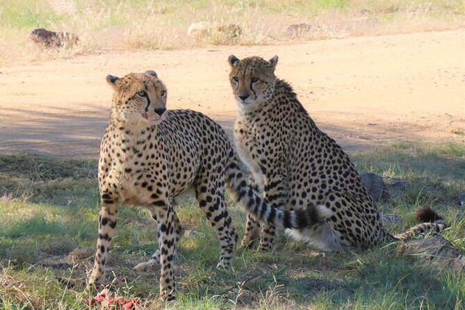 Roar through the bush Quadbike Safari Adventure near Johannesburg - Practical Tips for Your Visit