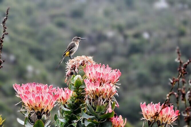 Robben Island, Table Mountain and kirstenbosch from Cape Town - In-Depth Breakdown of the Itinerary
