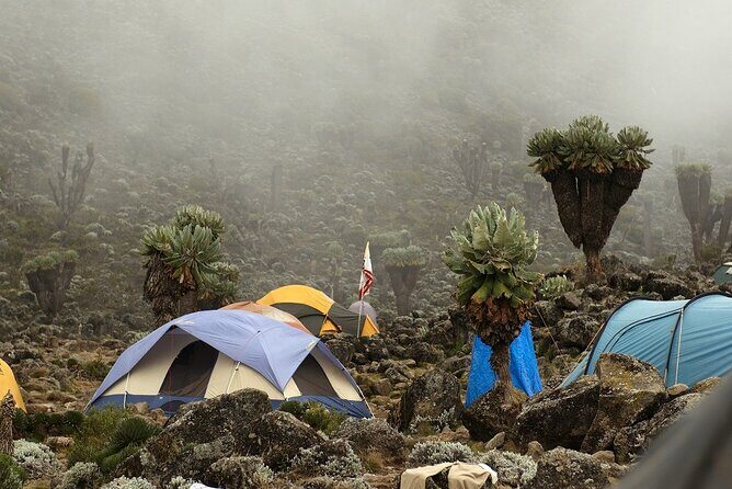 Rongai 7 days - Day 1: From Forests to the Starting Point