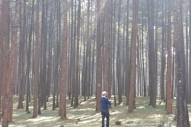 Round Trip to Menagesha Suba Forest Park - Real Experiences and Insights from Visitors