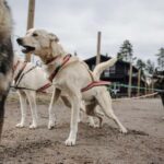Rovaniemi: 4km Husky Cart Tour in Autumn - What Could Be Improved?
