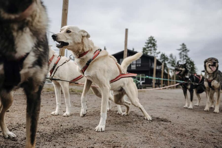 Rovaniemi: 4km Husky Cart Tour in Autumn - What Could Be Improved?