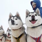 Rovaniemi: 7km Self-Drive Husky Sleigh Ride Adventure - Value and Pricing