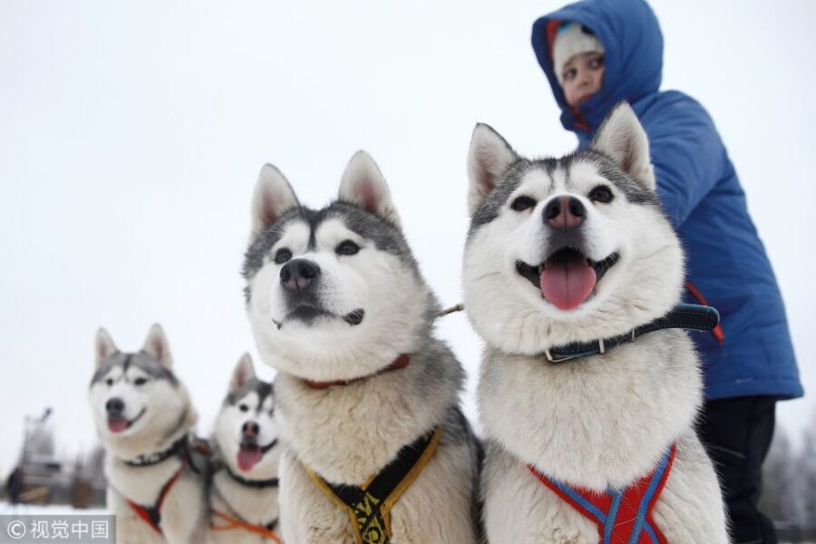 Rovaniemi: 7km Self-Drive Husky Sleigh Ride Adventure - Value and Pricing