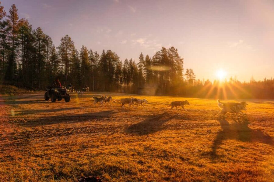 Rovaniemi: Autumn Husky Cart Ride with Hot Drink & Pickup - Why This Tour Is Worth Considering