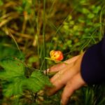 Rovaniemi: Berry and Mushroom Picking with Wilderness Guide - Authentic Experiences That Balance Nature and Cuisine