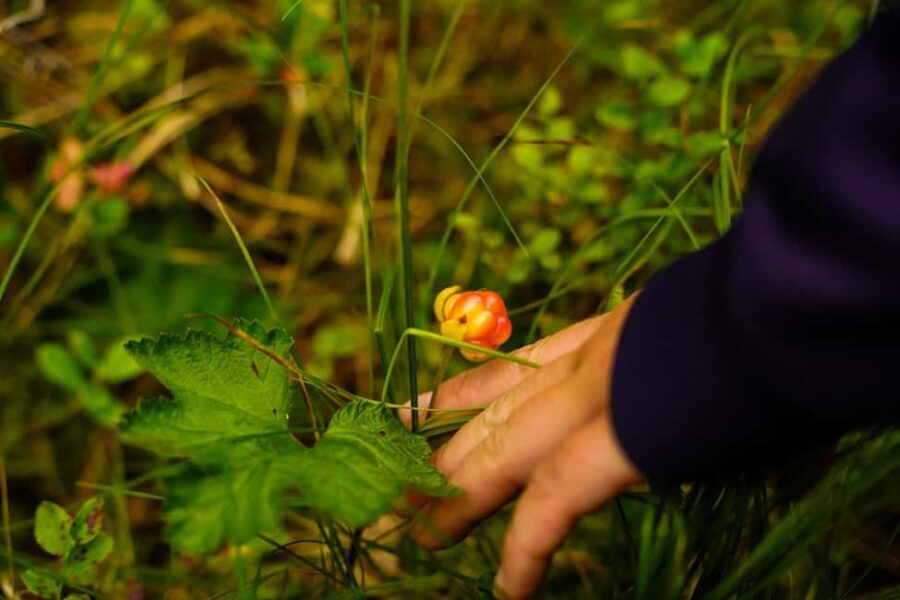 Rovaniemi: Berry and Mushroom Picking with Wilderness Guide - Authentic Experiences That Balance Nature and Cuisine