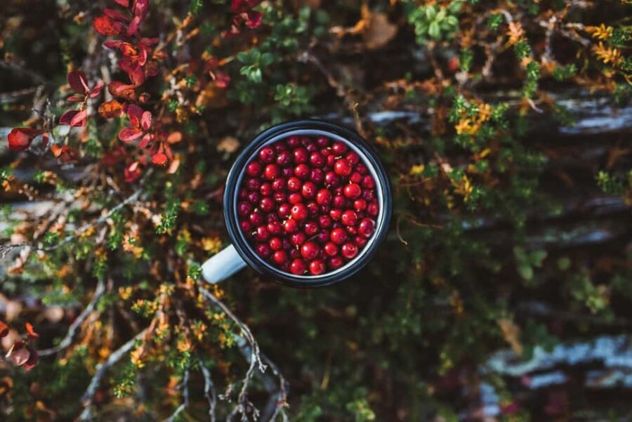 Rovaniemi: Insider Berry and Mushroom Picking & Pancakes - In-Depth Review of the Berry and Mushroom Picking Experience