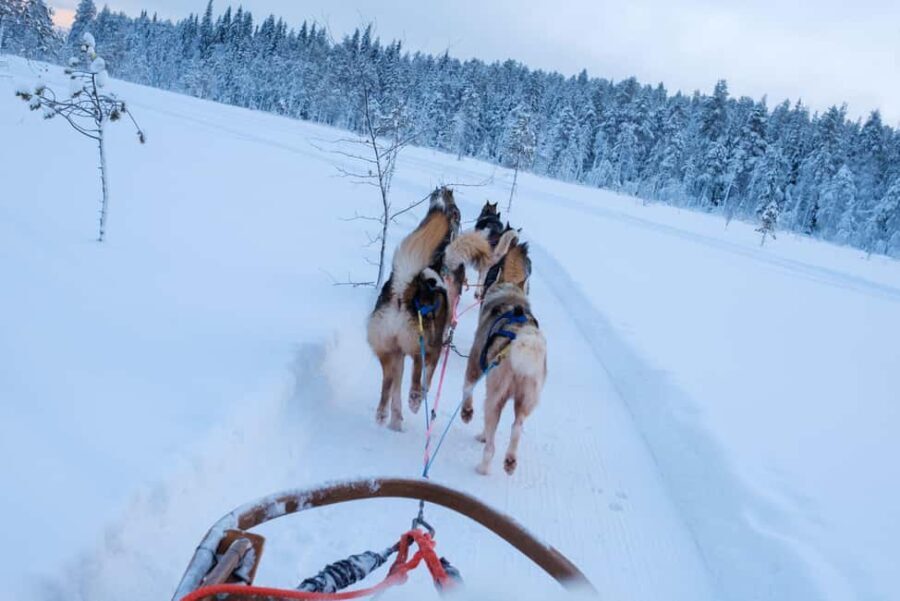 Rovaniemi: Lapland Wilderness Husky Safari 7,5 km - FAQs