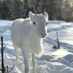 Rovaniemi: Northern Lights Safari on Electric Snowmobile - Additional Insights from Travelers