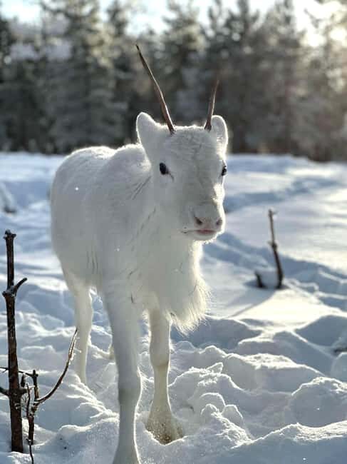 Rovaniemi: Northern Lights Safari on Electric Snowmobile - Additional Insights from Travelers