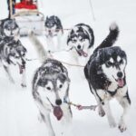 Rovaniemi: One Hour Husky Adventure - In-Depth Breakdown of the Tour