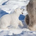 Rovaniemi: Ranua Wildlife Park Day Trip - Is This Tour Worth It?