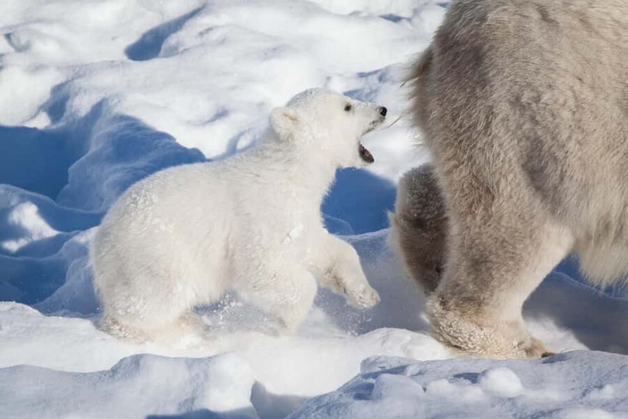 Rovaniemi: Ranua Wildlife Park Day Trip - Is This Tour Worth It?