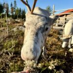 Rovaniemi: Reindeer Farm, Berry Picking, and Fire-Making - What Makes This Tour Stand Out?