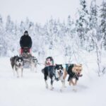 Rovaniemi: Self-Driving Husky Tour 7-kilometers - The Value and Why It’s Worth Considering